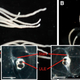 Illustration for article titled Box jellyfish have 24 floating eyes, but four of them are more important than the others